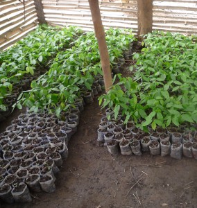 Ghana_Cocoa pod nursery_2